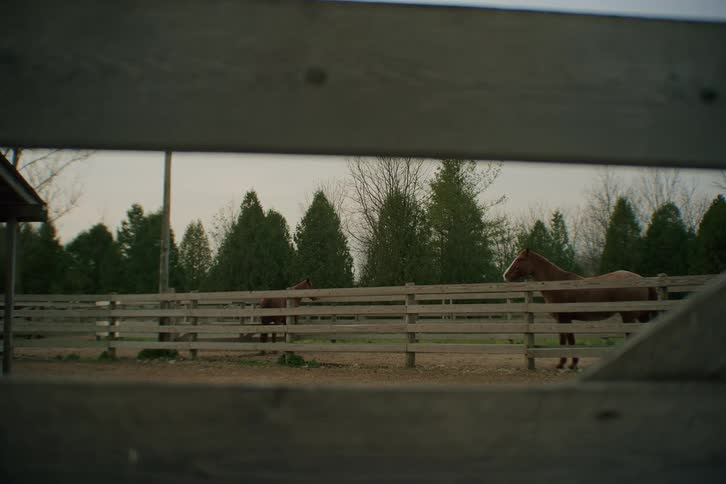 Horses stand in a corral near a conifer grove
