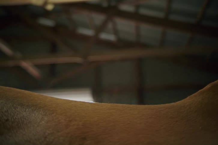 Closeup of a person brushing the back of a brown horse inside a stable