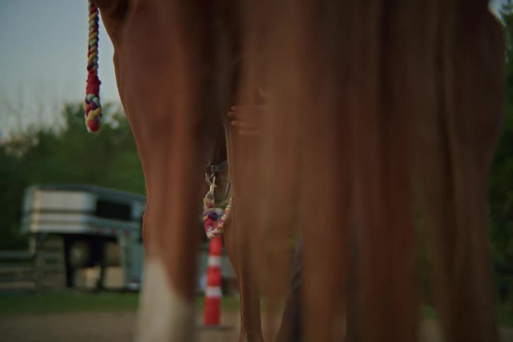 Viewed from behind and between the horses legs a woman carefully bends down to examine and feel the horses front leg outdoors near a trailer
