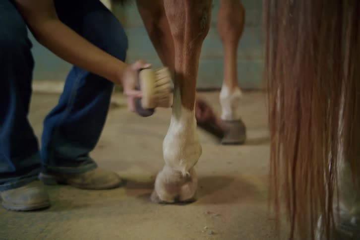 A woman brushes the leg of a brown and white horse inside a stable
