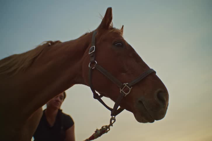 Woman next to a brown horse