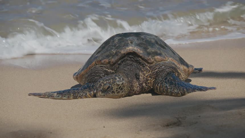 Waves flow onto the part of the beach a sea turtle lies on