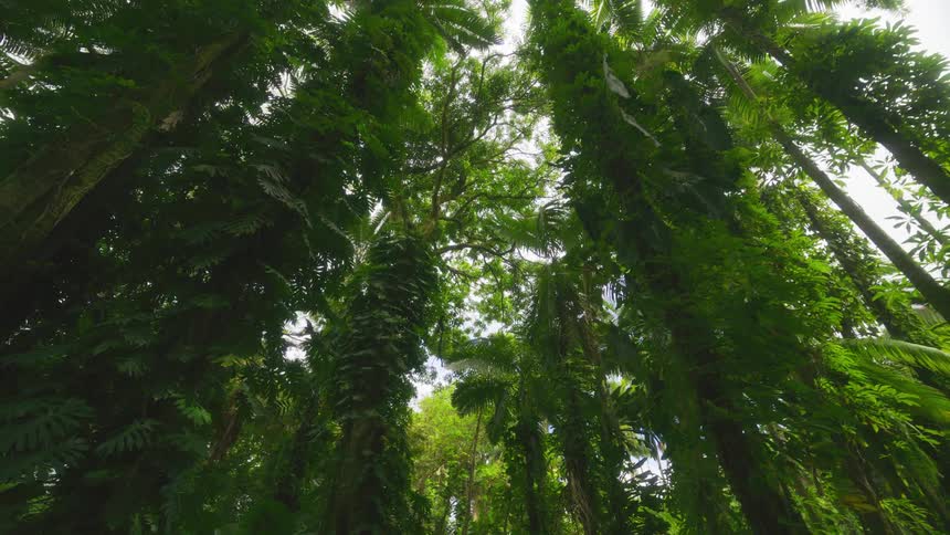 A dense tropical forest canopy is filled with various shades of green from lush palm leaves and climbing vines reaching towards the bright sky visible through the foliage