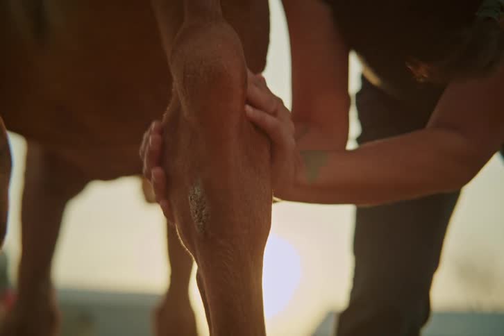 Woman giving a massage to a horses hind legs