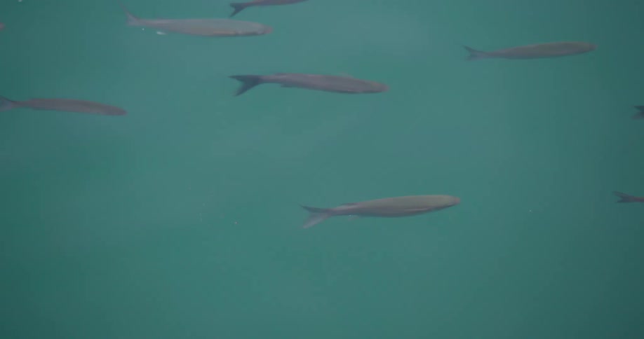 A school of fish swim underwater