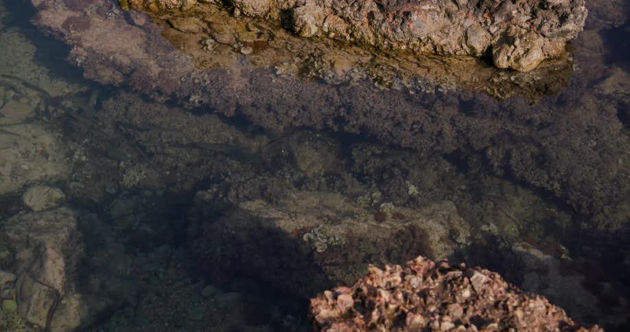 Fish swimming in a lake