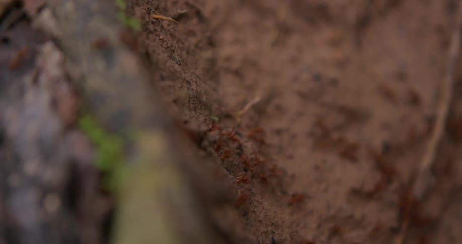 Ants travel across a dirt surface weaving through mossy rocks and scattered vegetation