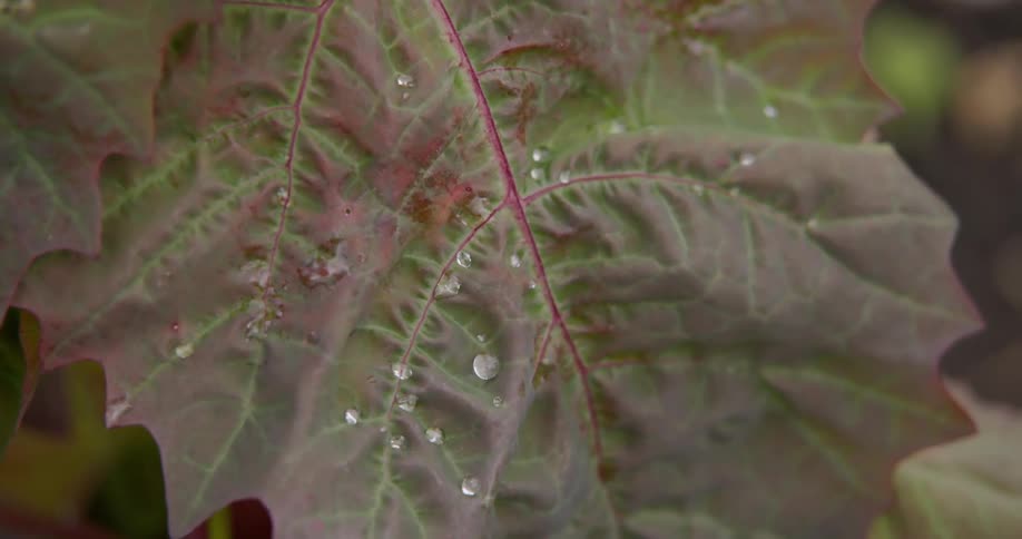 Droplets of water are on the leaf