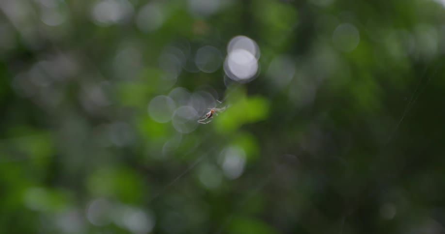 The small spider crawls on the web