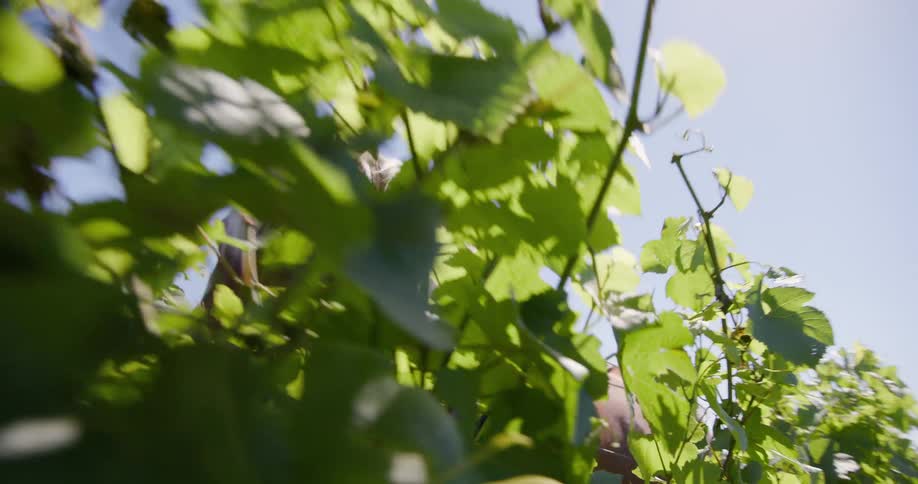 A horse walks through the vineyard