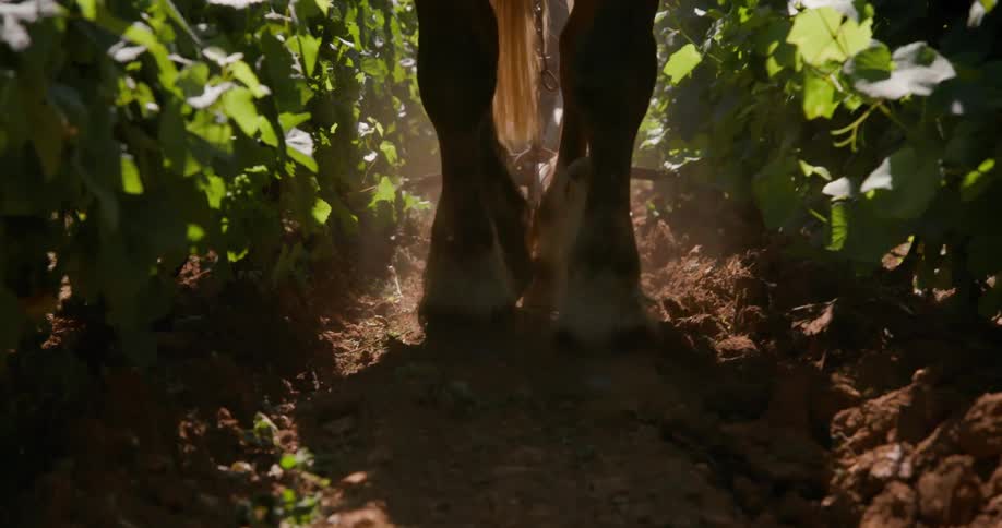 A horses legs walk through dusty soil between rows of leafy plants likely in a vineyard