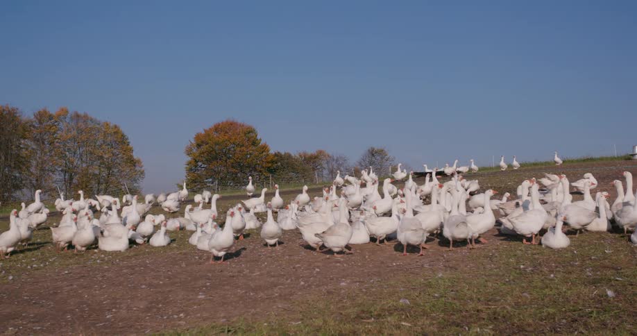 A flock of geese are together on the field