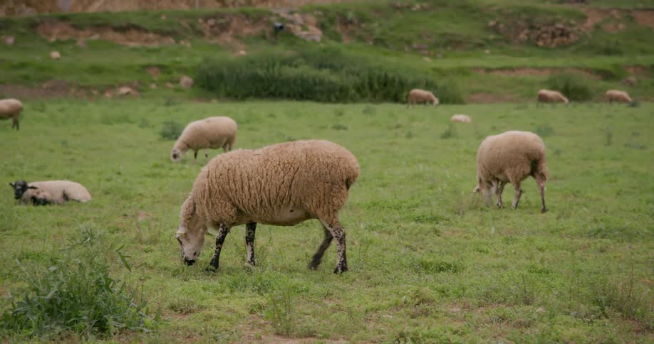 Several sheep with thick light brown fleece graze in a green pasture