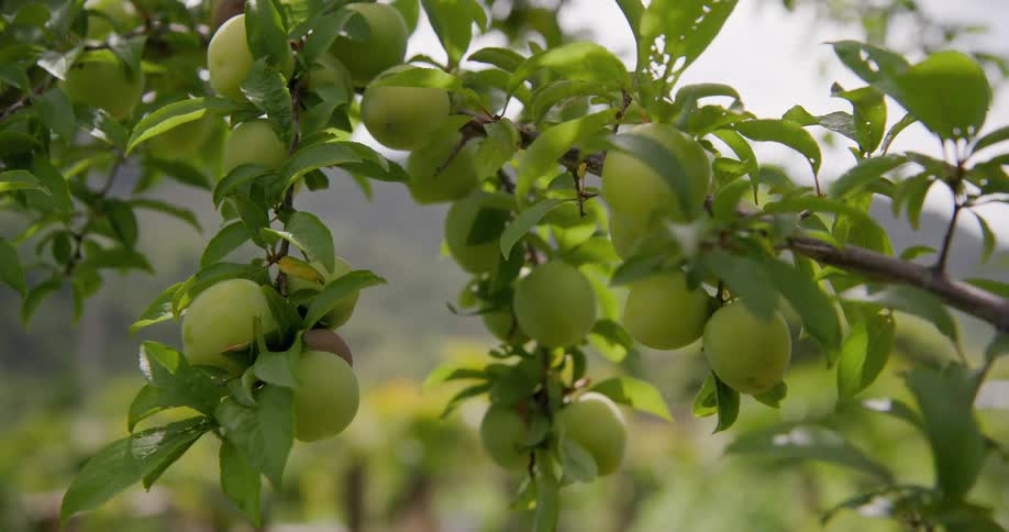 A cluster of unripe green plums hangs from a tree branch surrounded by vibrant foliage