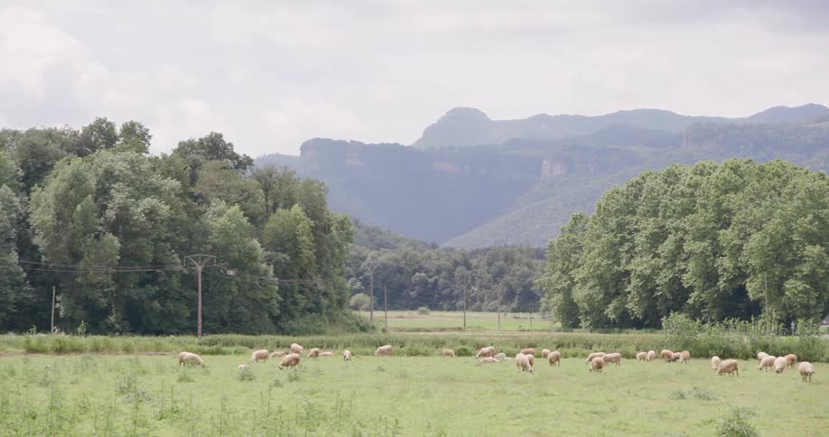 A flock of sheep are grazing on the grass