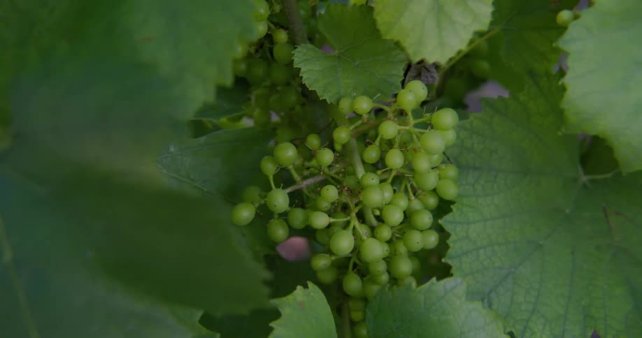 A cluster of small unripe green grapes growing on a vine amongst large green leaves