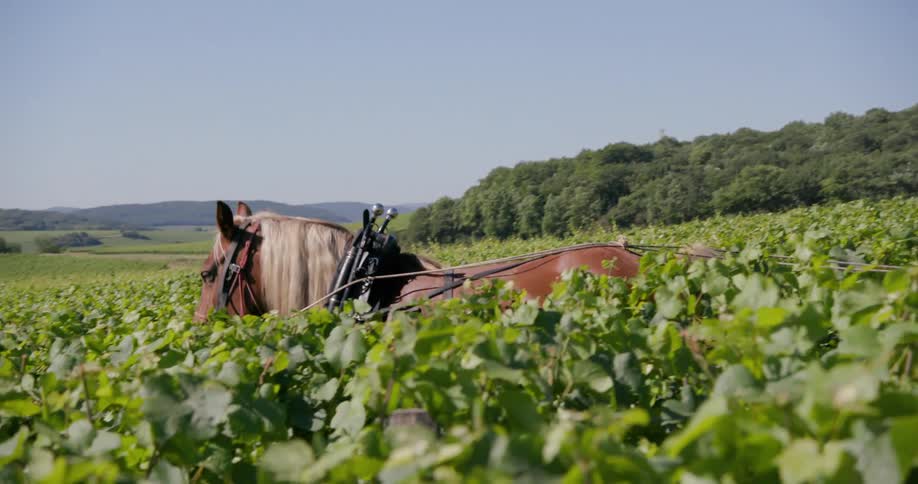A brown horse walks through a vineyard on a sunny summer day