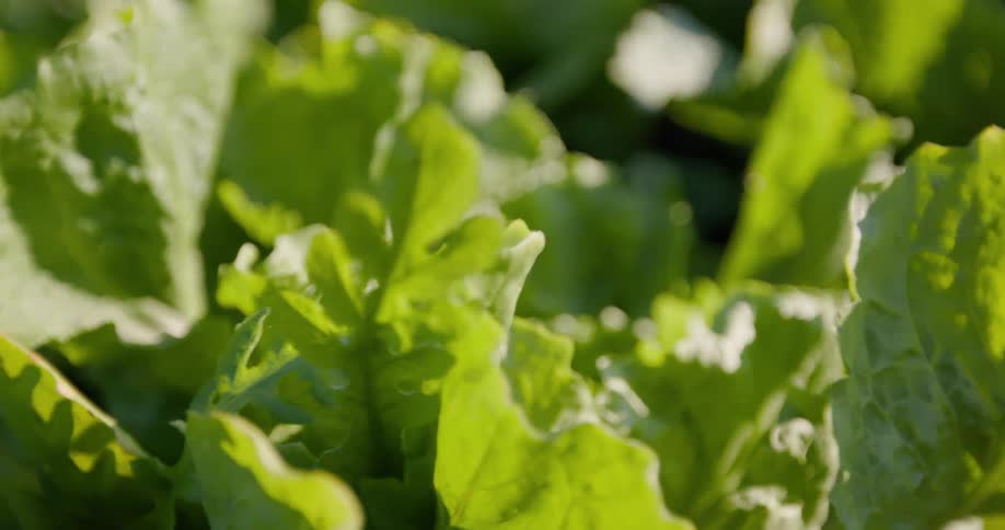 Green leaf lettuce grows in a vegetable garden on a sunny summer day