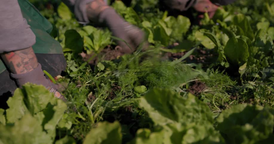 Two people are pulling weeds in a lettuce garden