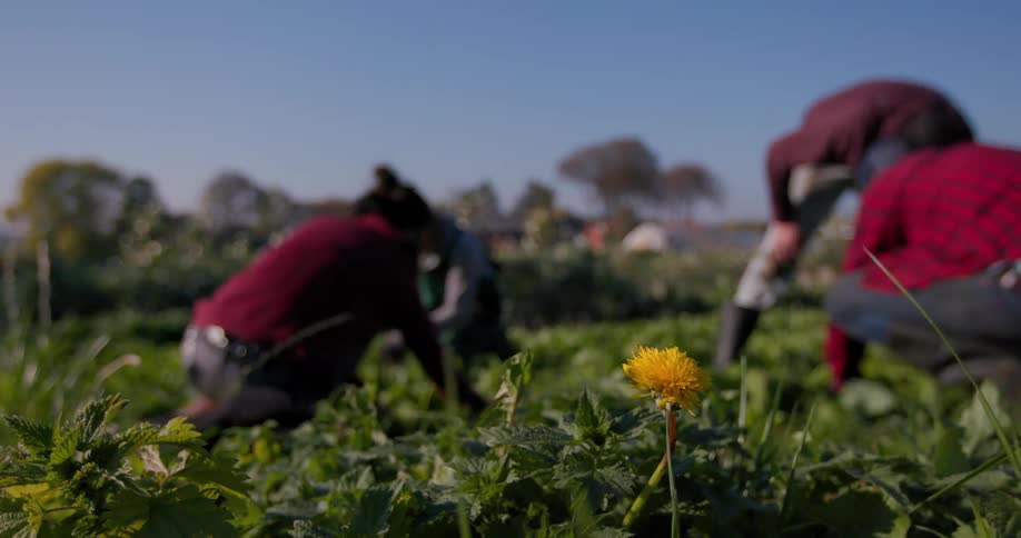 Four people working on agricultural plantations