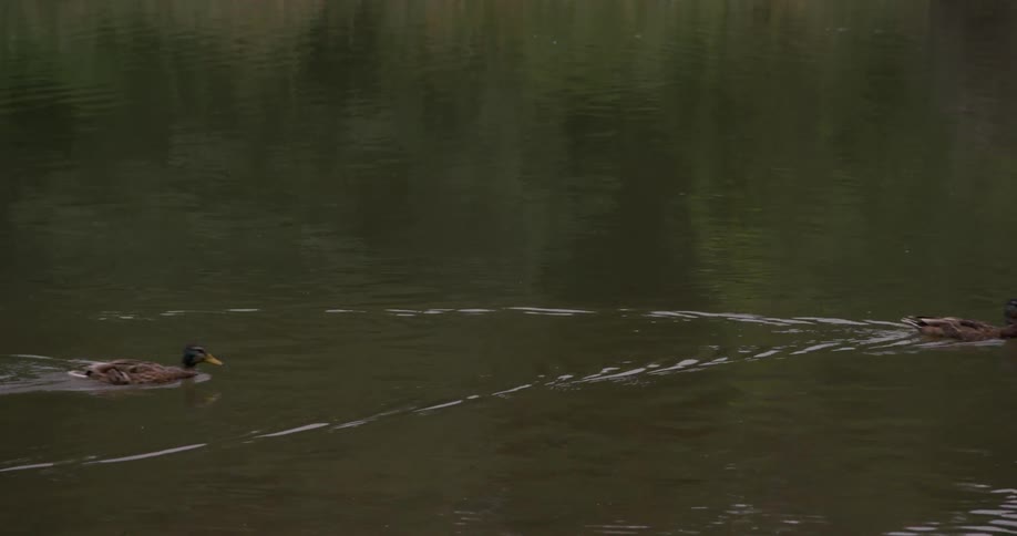 A mallard duck with a green head and brown body swims alone in a calm dark body of water leaving gentle ripples behind it