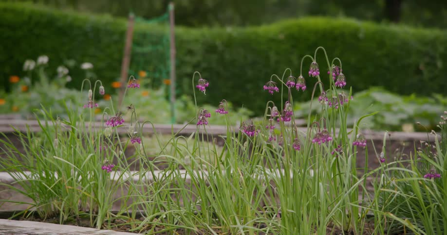 Purple flowers grow in a vegetable garden on a summer day