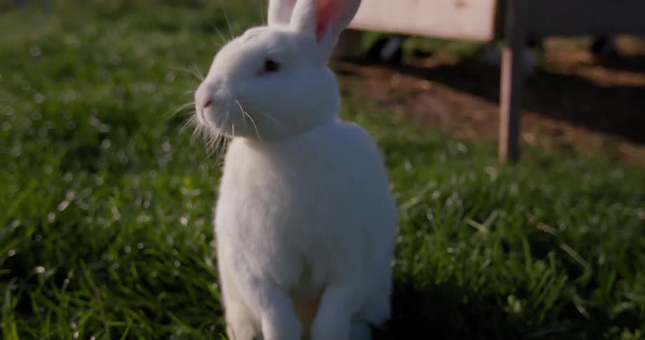 A white rabbit eats grass in a field while standing up and looking around