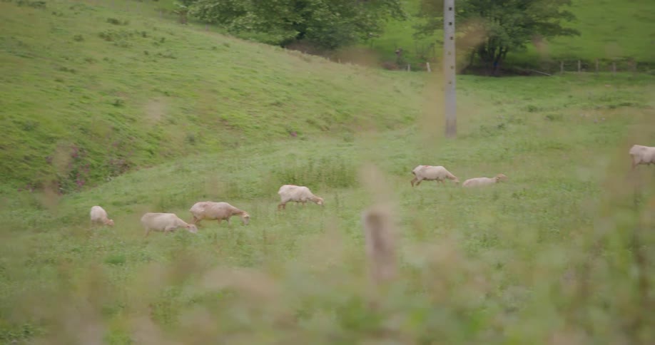 Several lightcolored sheep graze on a lush green hillside under an overcast sky