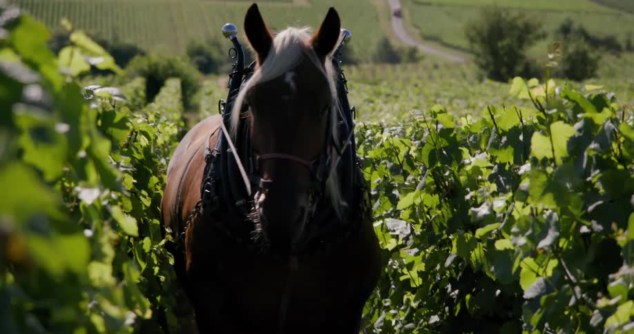 Working horse tows a weeding machine along the space between crop rows on a summer day