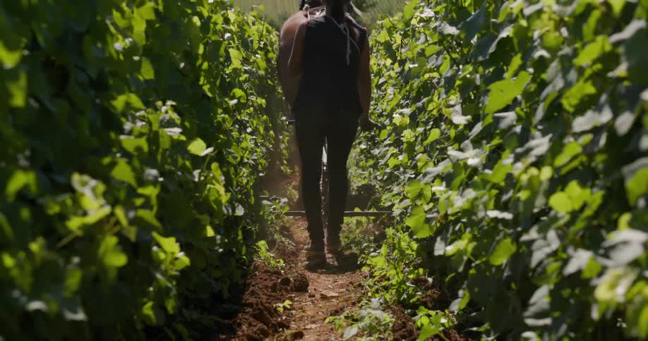 A woman walks behind a brown horse while they plow weeds in a vineyard