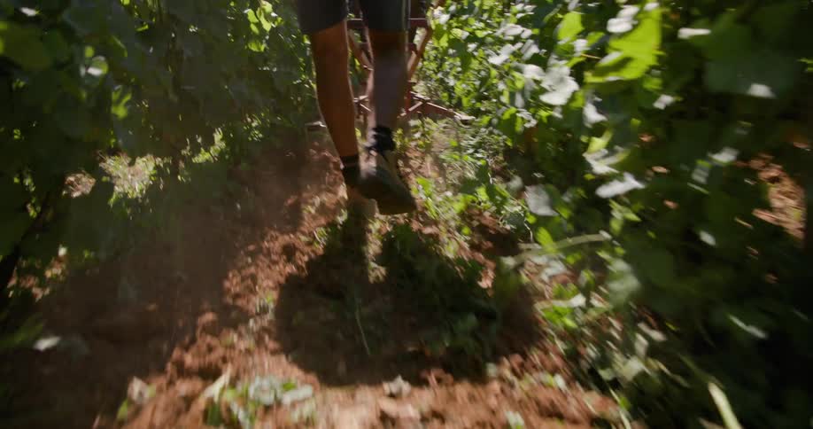 A man is pushing a cultivator through the vineyard