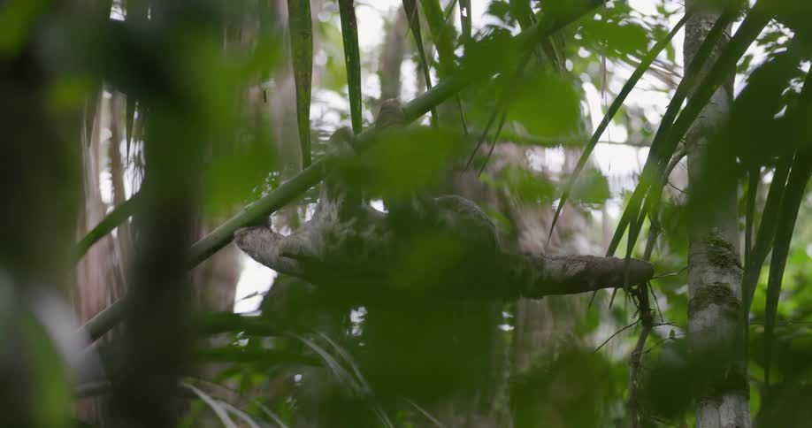 Sloth moving among logs in a forest