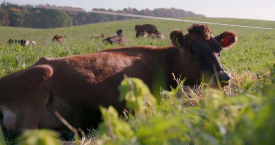 A brown jersey cow is lying down in a grassy field with other cattle grazing in the background under a bright sky