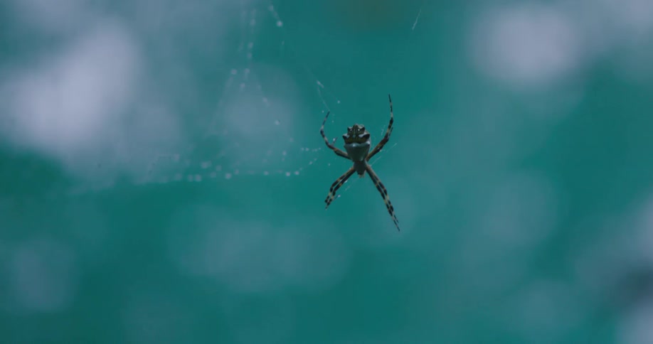 A dark colored spider with banded legs is suspended in its web against a blurred background of light blue and white