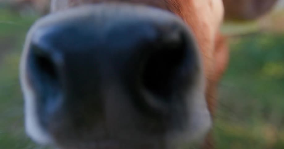 A brown calf with a yellow ear tag looks directly at the camera in a grassy field