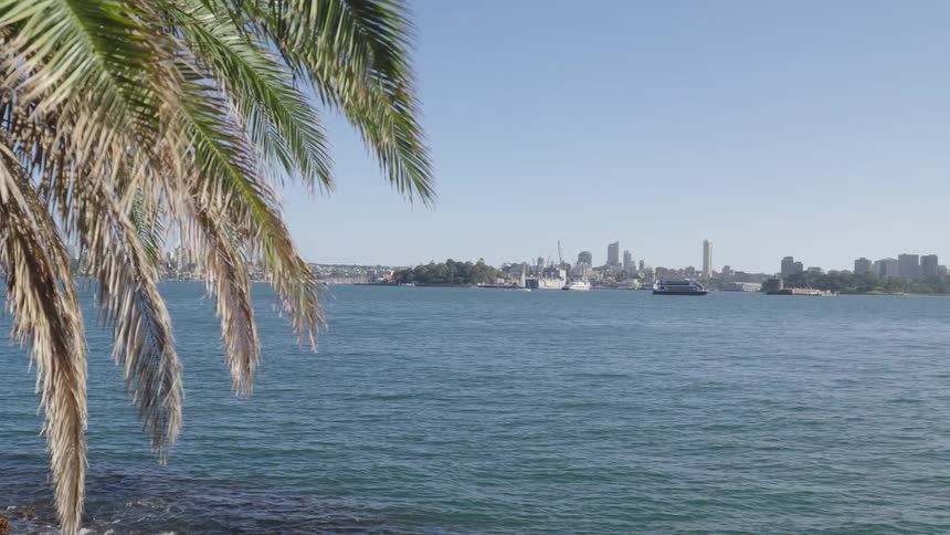 A scenic view of a calm blue harbor with a distant city skyline under a clear sky framed by the fronds of a palm tree in the foreground