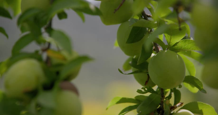Close up of green peaches on the tree