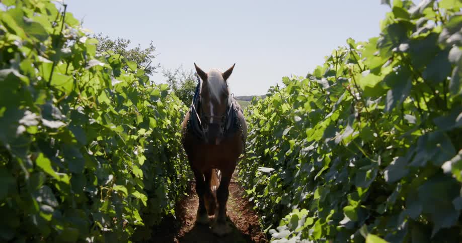 A light brown horse with a white blaze on its face walks in a narrow path between rows of lush green grapevines under a bright sky