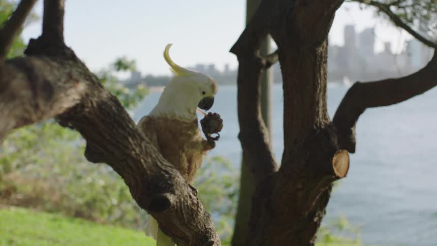 Bird perched in a tree across the water from the city skyline tries to eat an object before discarding it and flying away