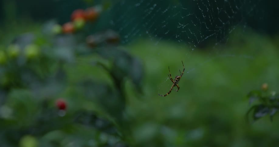 A spider is in the middle of the web