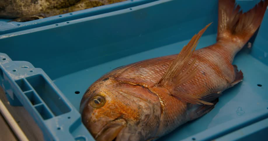 Dead caught fish and eels in sepaerate blue trays