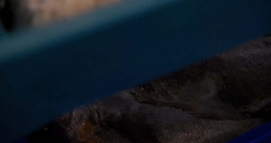 Blue trays with fresh fish