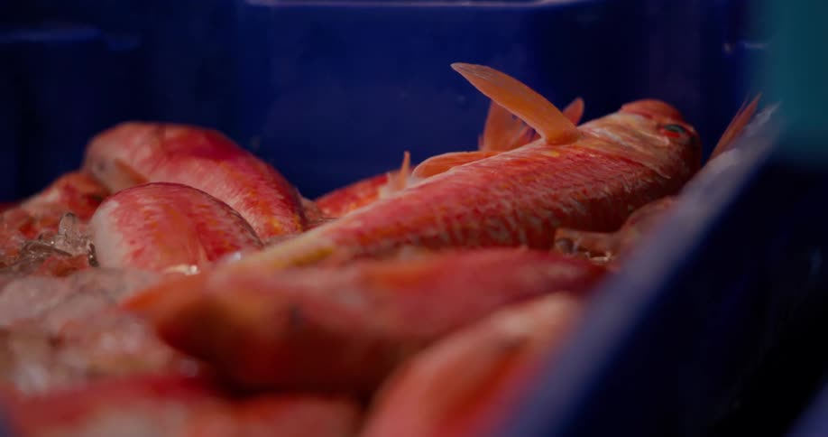 Close up of a blue box with fish