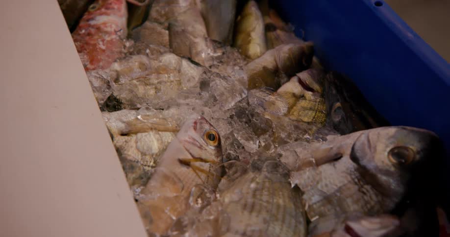 Fresh fish on ice in a blue box