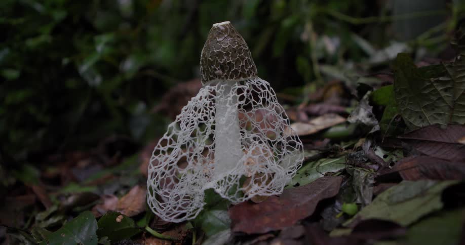 A single mushroom is in the leaves