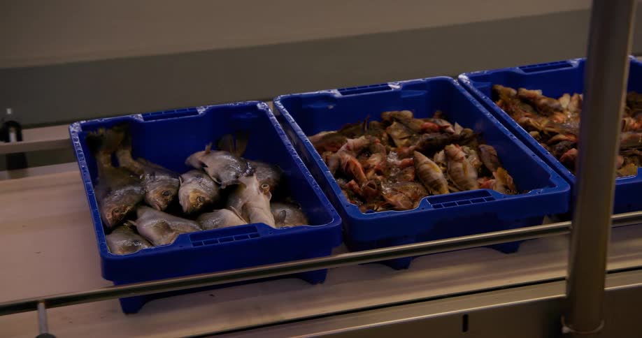 Three blue boxes with fresh fish on ice