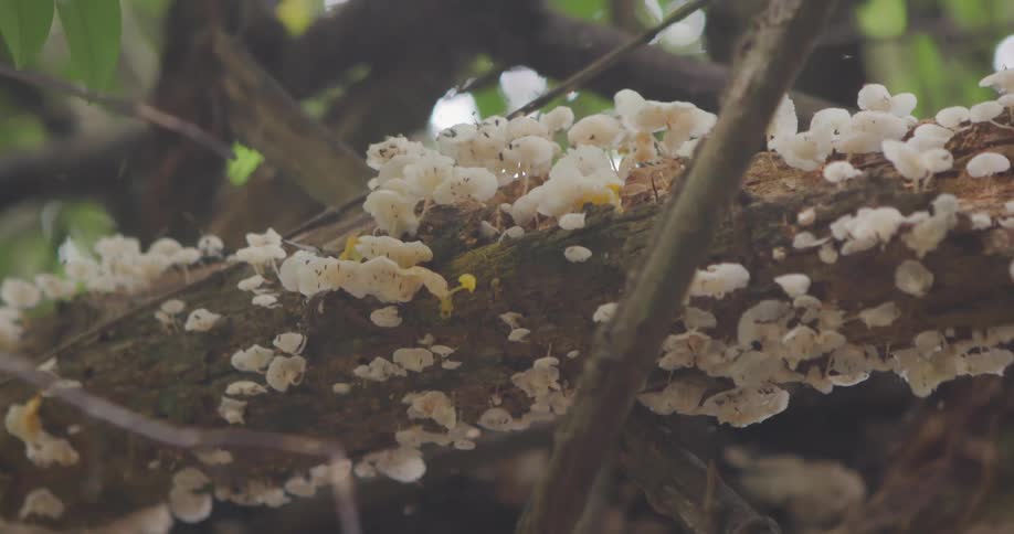 Close up of a branch with white mushrooms