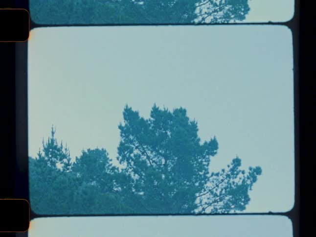 Landscape of sky and trees in the background