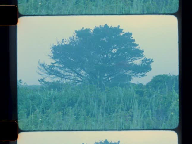 A frame from a developed film strip shows a slightly desaturated image of a dark bushy tree standing in a field of tall grass under a pale sky
