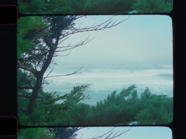 Trees in the foreground and the sea on the beach in the background